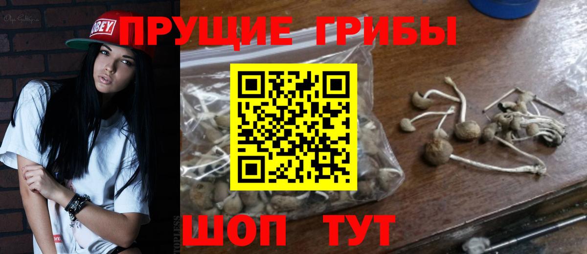 Галлюциногенные грибы Psilocybine cubensis  наркотики  Воткинск  Вход с VPN 